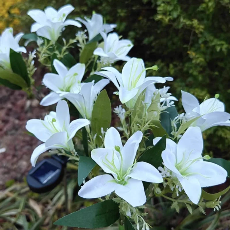 LUMARO Everbloom